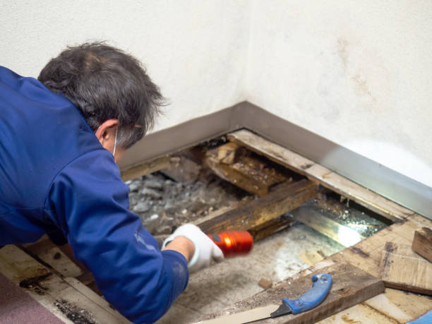 Best Affordable Mold Removal  in Lacoste, TX