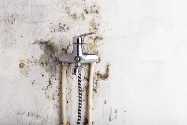 Best Emergency Mold Removal  in Lacoste, TX