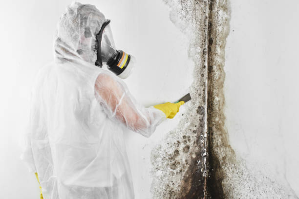 Best Mold Testing  in Lacoste, TX