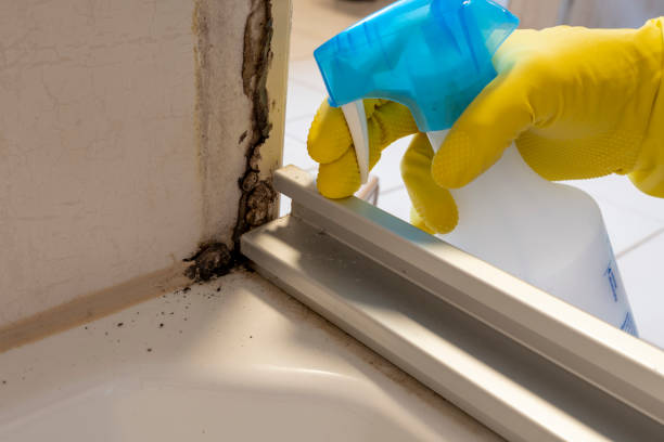 Best Mold Testing and Removal  in Lacoste, TX
