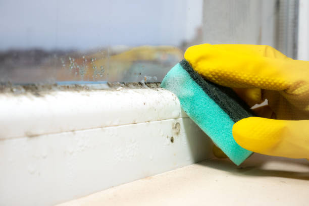 Best Local Mold Removal Service  in Lacoste, TX