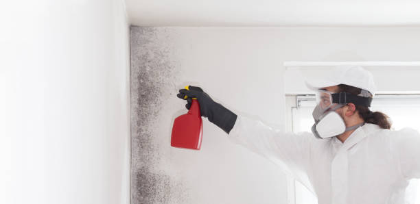 Best Mold Damage Repair  in Lacoste, TX