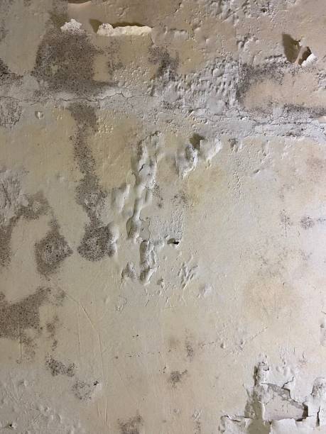 Mold Removal Process in Lacoste, TX