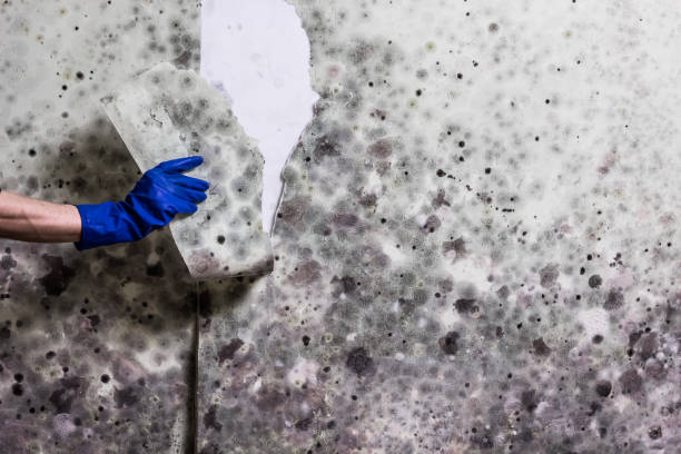 Best Toxic Mold Removal  in Lacoste, TX