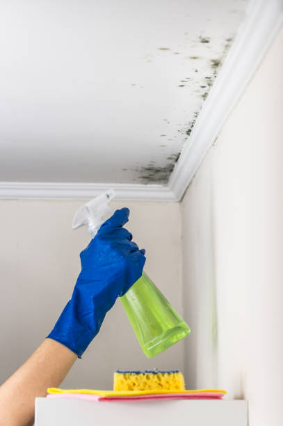 Best Local Mold Removal Service  in Lacoste, TX